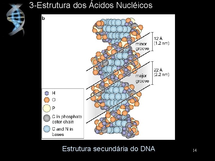 3 -Estrutura dos Ácidos Nucléicos Estrutura secundária do DNA 14 