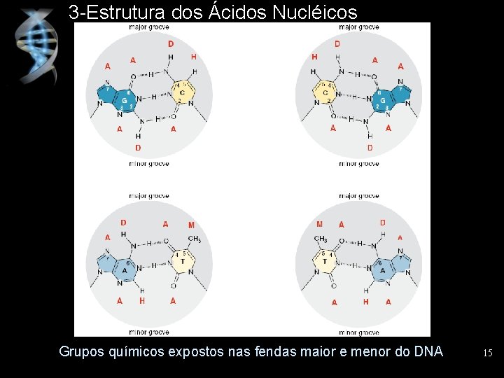 3 -Estrutura dos Ácidos Nucléicos Grupos químicos expostos nas fendas maior e menor do