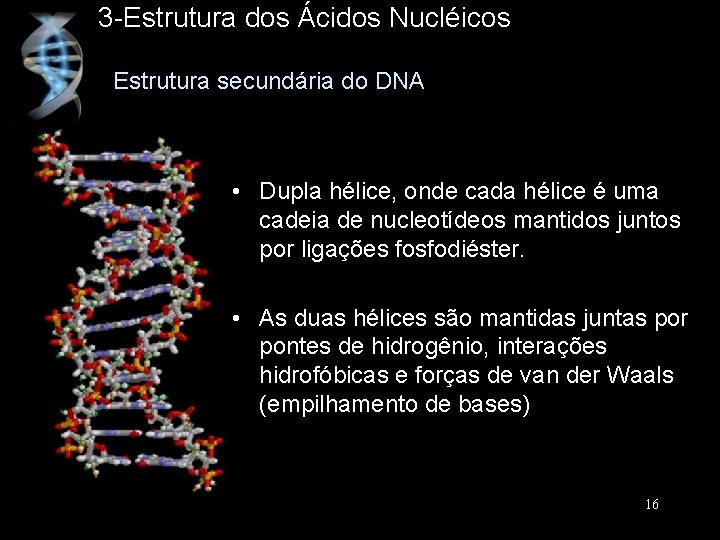 3 -Estrutura dos Ácidos Nucléicos Estrutura secundária do DNA • Dupla hélice, onde cada