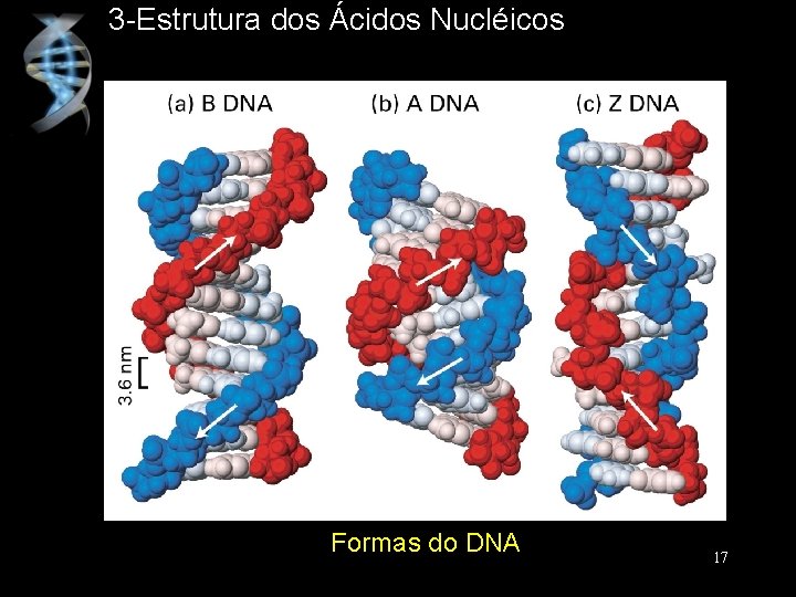 3 -Estrutura dos Ácidos Nucléicos Formas do DNA 17 