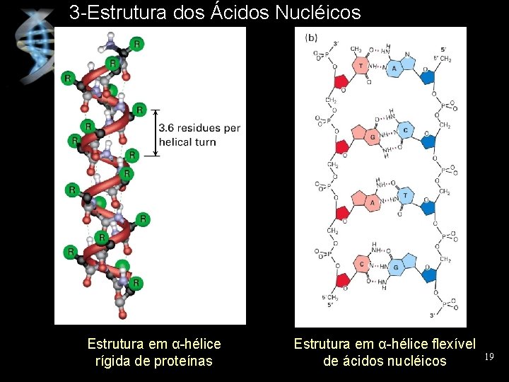 3 -Estrutura dos Ácidos Nucléicos Estrutura em α-hélice rígida de proteínas Estrutura em α-hélice