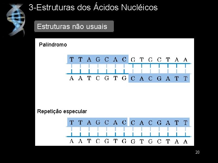 3 -Estruturas dos Ácidos Nucléicos Estruturas não usuais Palíndromo Repetição especular 20 