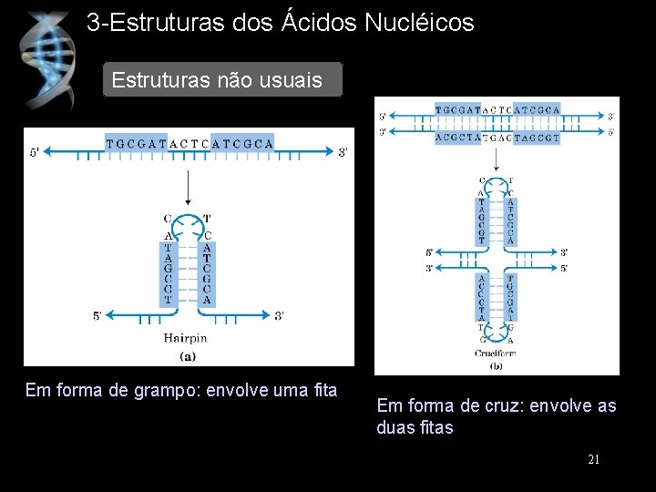 3 -Estruturas dos Ácidos Nucléicos Estruturas não usuais Em forma de grampo: envolve uma