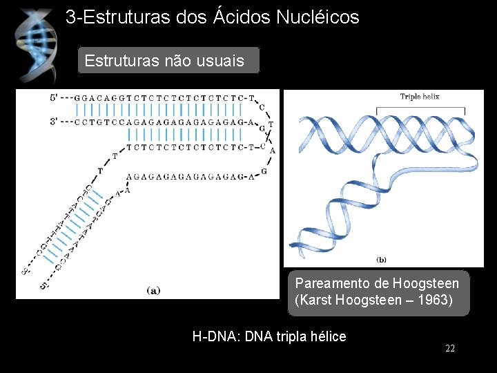 3 -Estruturas dos Ácidos Nucléicos Estruturas não usuais Pareamento de Hoogsteen (Karst Hoogsteen –