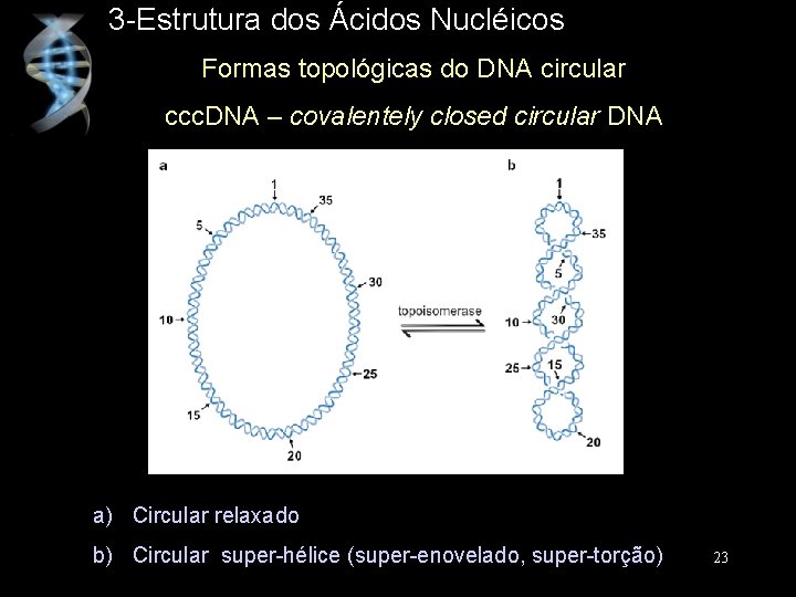 3 -Estrutura dos Ácidos Nucléicos Formas topológicas do DNA circular ccc. DNA – covalentely
