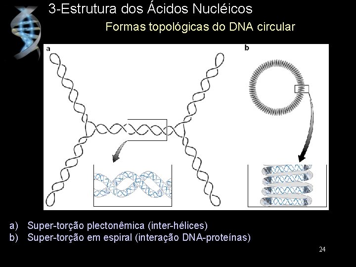 3 -Estrutura dos Ácidos Nucléicos Formas topológicas do DNA circular a) Super-torção plectonêmica (inter-hélices)
