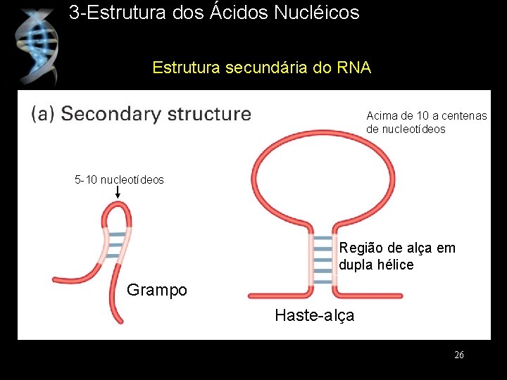 3 -Estrutura dos Ácidos Nucléicos Estrutura secundária do RNA Acima de 10 a centenas