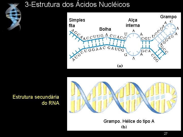 3 -Estrutura dos Ácidos Nucléicos Simples fita Bolha Alça interna Grampo Estrutura secundária do