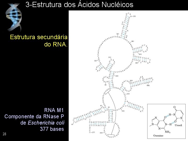 3 -Estrutura dos Ácidos Nucléicos Estrutura secundária do RNA M 1 Componente da RNase