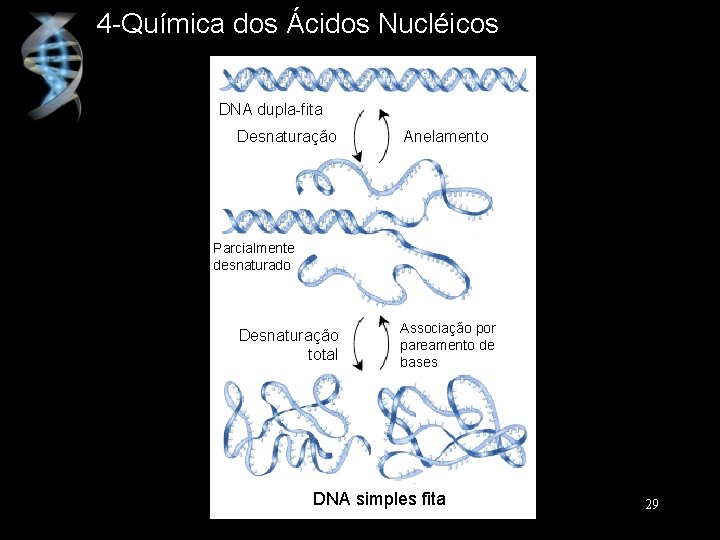 4 -Química dos Ácidos Nucléicos DNA dupla-fita Desnaturação Anelamento Parcialmente desnaturado Desnaturação total Associação