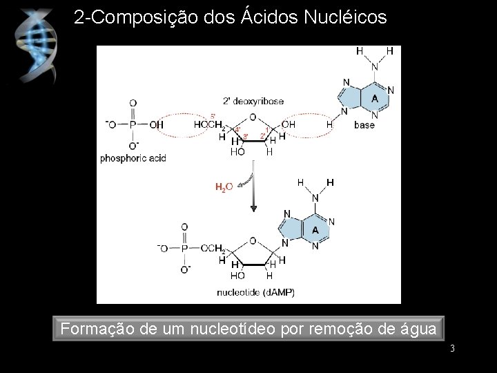 2 -Composição dos Ácidos Nucléicos Formação de um nucleotídeo por remoção de água 3
