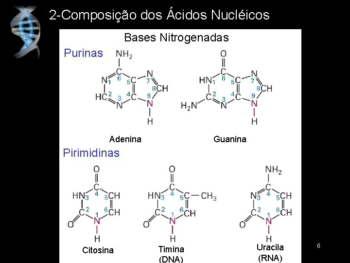 2 -Composição dos Ácidos Nucléicos Bases Nitrogenadas Purinas Adenina Guanina Pirimidinas Citosina Timina (DNA)