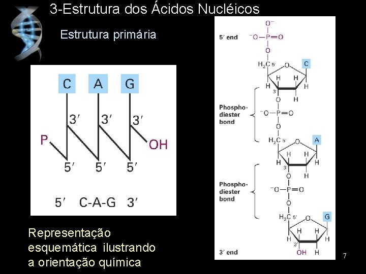 3 -Estrutura dos Ácidos Nucléicos Estrutura primária Representação esquemática ilustrando a orientação química 7