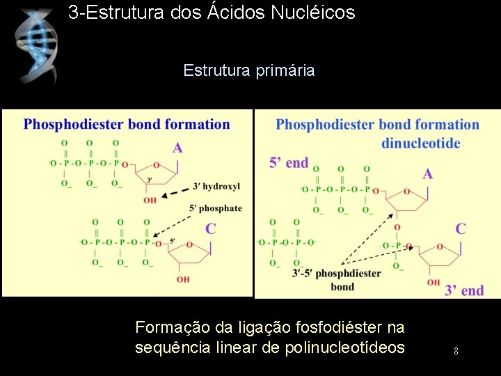3 -Estrutura dos Ácidos Nucléicos Estrutura primária Formação da ligação fosfodiéster na sequência linear