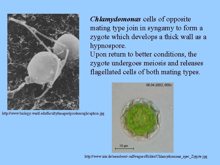 Chlamydomonas cells of opposite mating type join in syngamy to form a zygote which