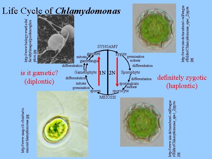 http: //www. isis. de/members/~ralfwagne r/Bilder/Chlamydomonas_spec_Zygote. jpg http: //www. biology. wustl. edu/ faculty/images/goodenoughca ption. jpg