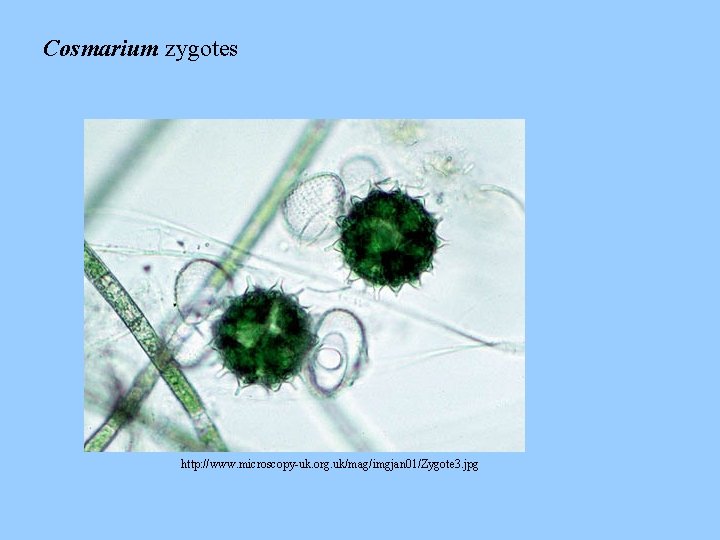 Cosmarium zygotes http: //www. microscopy-uk. org. uk/mag/imgjan 01/Zygote 3. jpg 