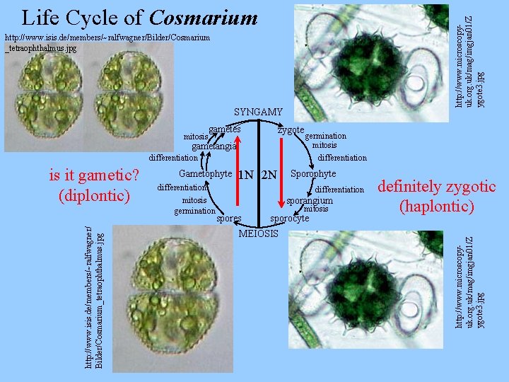 http: //www. microscopyuk. org. uk/mag/imgjan 01/Z ygote 3. jpg Life Cycle of Cosmarium http: