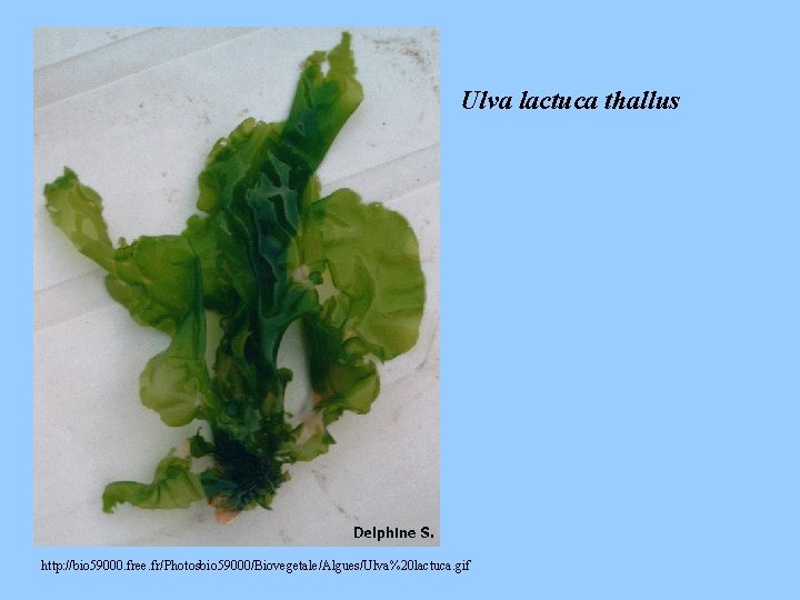 Ulva lactuca thallus http: //bio 59000. free. fr/Photosbio 59000/Biovegetale/Algues/Ulva%20 lactuca. gif 