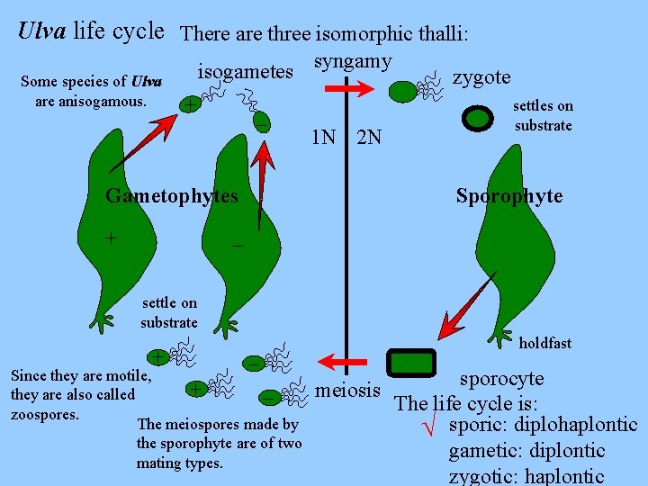 Ulva life cycle There are three isomorphic thalli: Some species of Ulva are anisogamous.