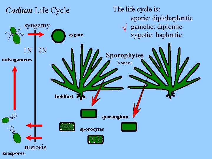 The life cycle is: sporic: diplohaplontic √ gametic: diplontic zygotic: haplontic Codium Life Cycle