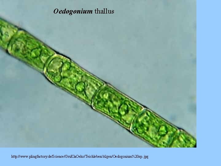 Oedogonium thallus http: //www. plingfactory. de/Science/Gru. Kla. Oeko/Teichleben/Algen/Oedogonium%20 sp. . jpg 