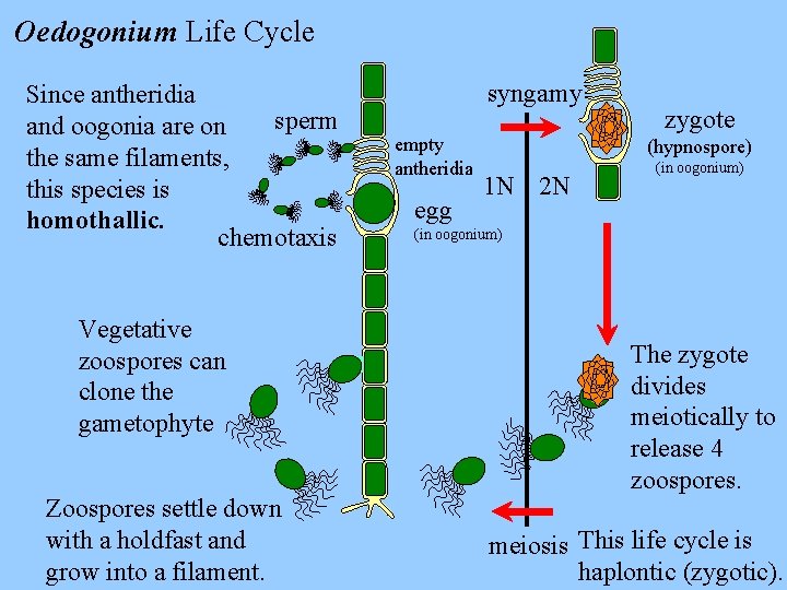 Oedogonium Life Cycle Since antheridia sperm and oogonia are on the same filaments, this
