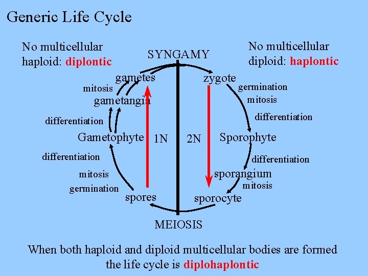 Generic Life Cycle No multicellular haploid: diplontic mitosis No multicellular diploid: haplontic SYNGAMY gametes