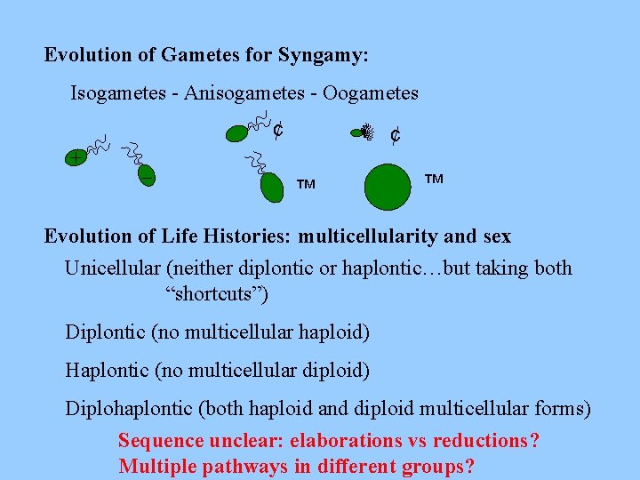 Evolution of Gametes for Syngamy: Isogametes - Anisogametes - Oogametes ¢ + – ¢