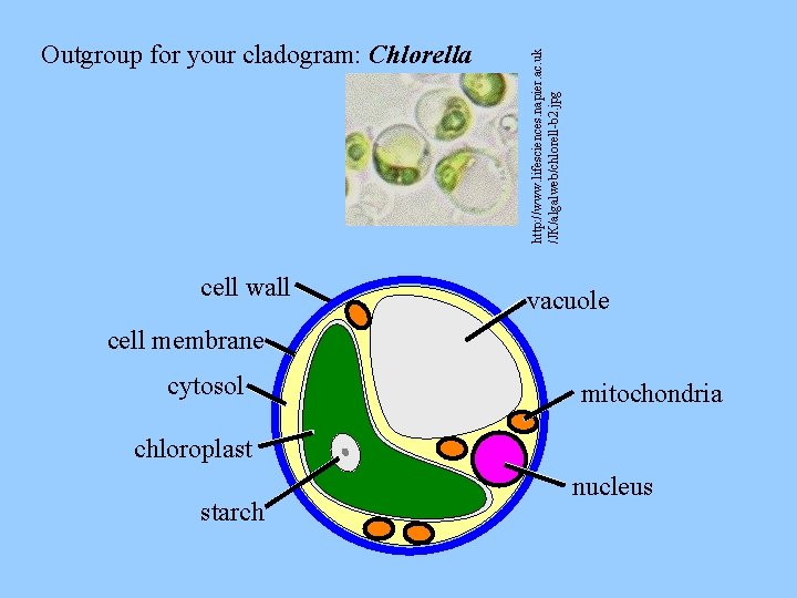 cell wall http: //www. lifesciences. napier. ac. uk /JK/algalweb/chlorell-b 2. jpg Outgroup for your