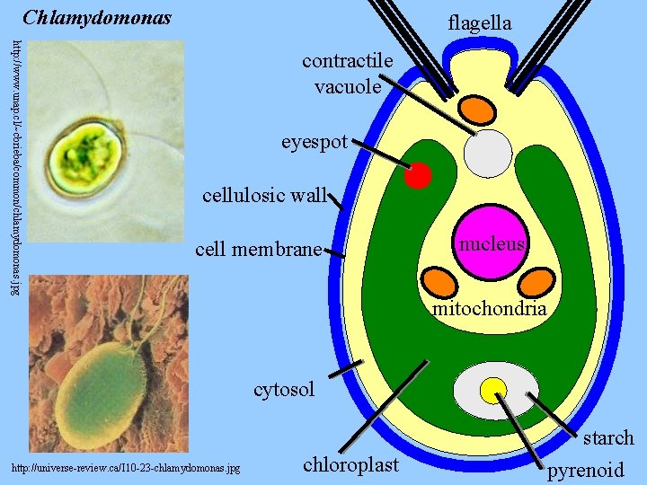 Chlamydomonas flagella http: //www. unap. cl/~cbrieba/common/chlamydomonas. jpg contractile vacuole eyespot cellulosic wall cell membrane