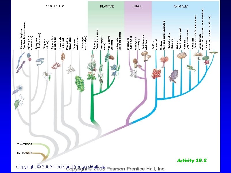 Copyright © 2005 Pearson Prentice Hall, Inc. Chordata (tunicates, lancelets, vertebrates) Echinodermata (sea stars,