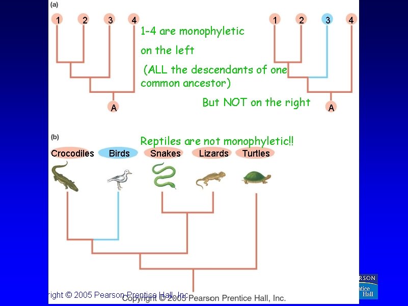 1 2 3 4 1 -4 are monophyletic 1 2 3 on the left