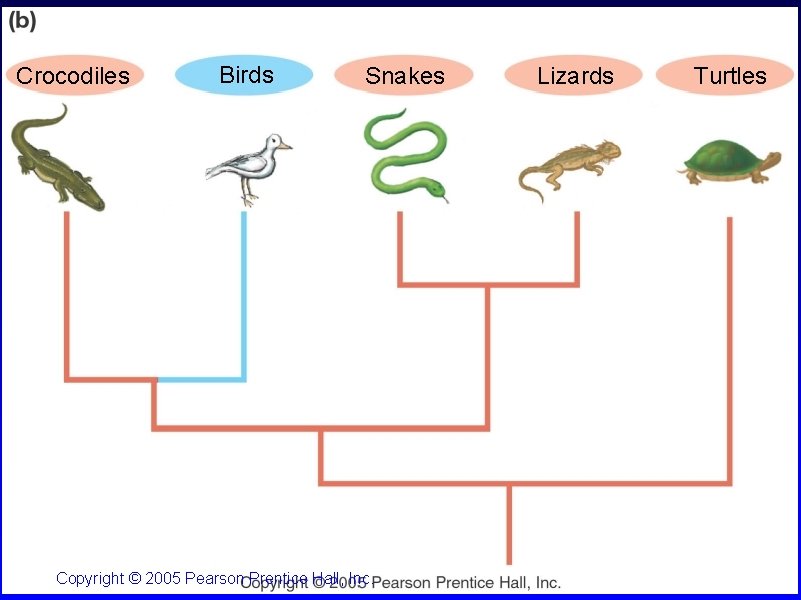 Crocodiles Birds Snakes Copyright © 2005 Pearson Prentice Hall, Inc. Lizards Turtles 