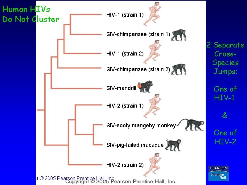 Human HIVs Do Not Cluster HIV-1 (strain 1) SIV-chimpanzee (strain 1) HIV-1 (strain 2)