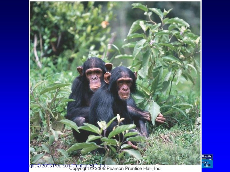 Copyright © 2005 Pearson Prentice Hall, Inc. 