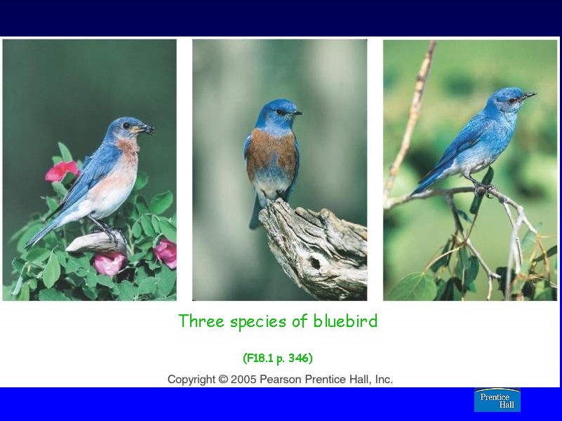 Three species of bluebird (F 18. 1 p. 346) Copyright © 2005 Pearson Prentice