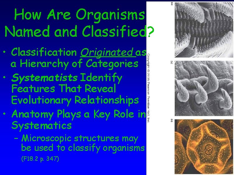 How Are Organisms Named and Classified? • Classification Originated as a Hierarchy of Categories