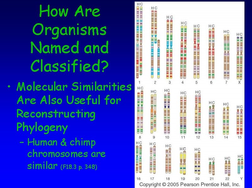 How Are Organisms Named and Classified? • Molecular Similarities Are Also Useful for Reconstructing