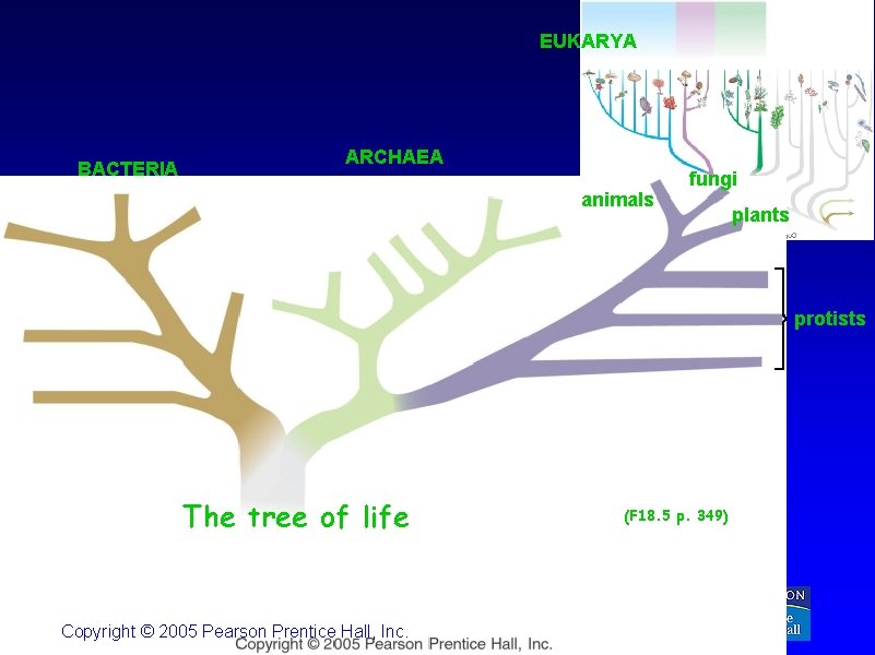 EUKARYA BACTERIA ARCHAEA animals fungi plants protists The tree of life Copyright © 2005