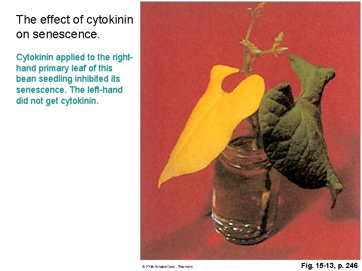 The effect of cytokinin on senescence. Cytokinin applied to the righthand primary leaf of