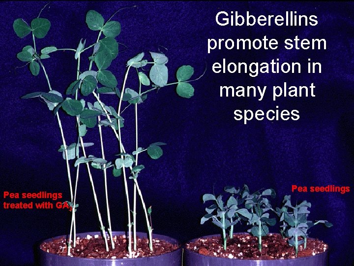 Gibberellins promote stem elongation in many plant species Pea seedlings treated with GA 3