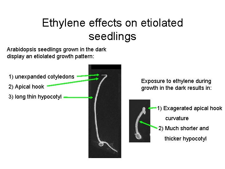 Ethylene effects on etiolated seedlings Arabidopsis seedlings grown in the dark display an etiolated