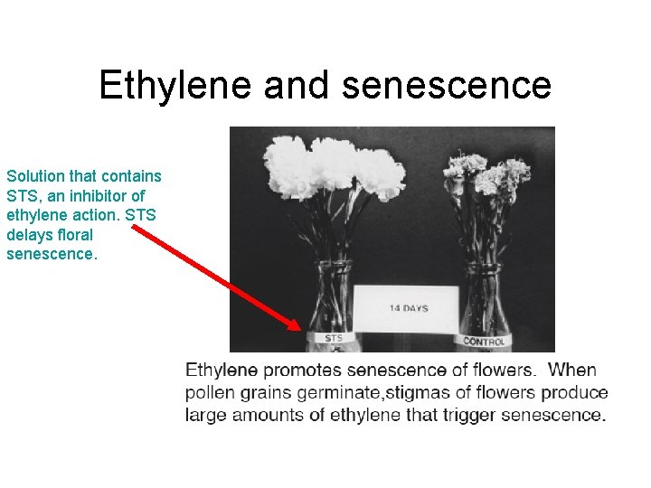 Ethylene and senescence Solution that contains STS, an inhibitor of ethylene action. STS delays