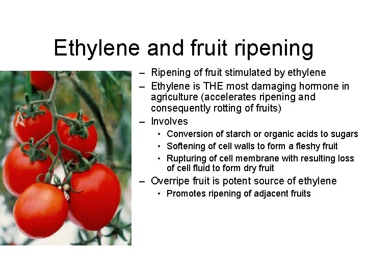 Ethylene and fruit ripening – Ripening of fruit stimulated by ethylene – Ethylene is