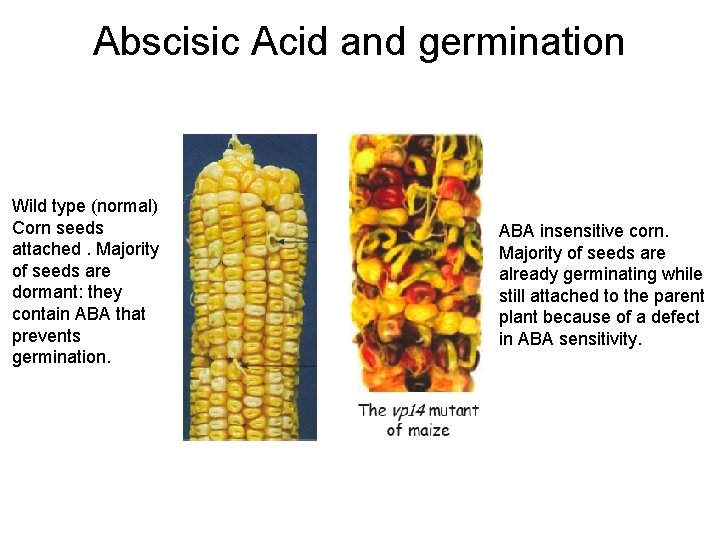 Abscisic Acid and germination Wild type (normal) Corn seeds attached. Majority of seeds are