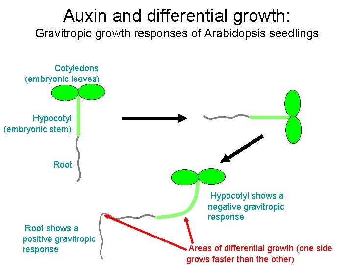 Auxin and differential growth: Gravitropic growth responses of Arabidopsis seedlings Cotyledons (embryonic leaves) Turn