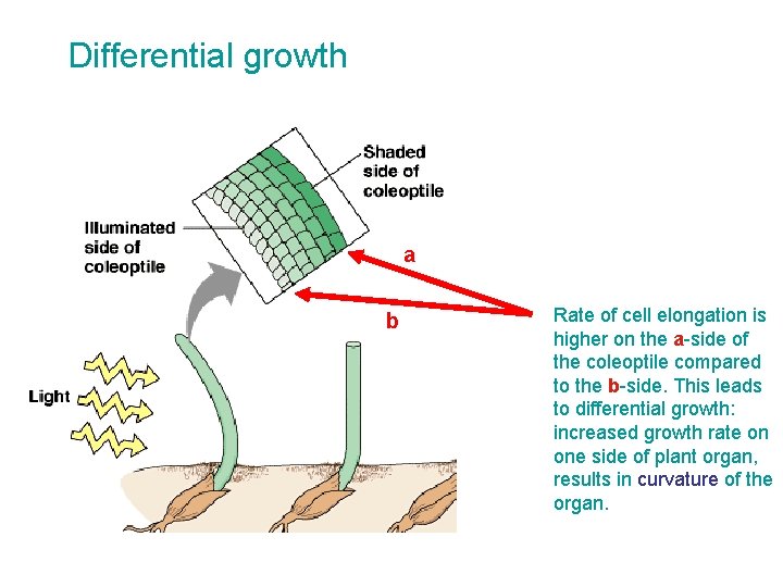 Differential growth a b Rate of cell elongation is higher on the a-side of