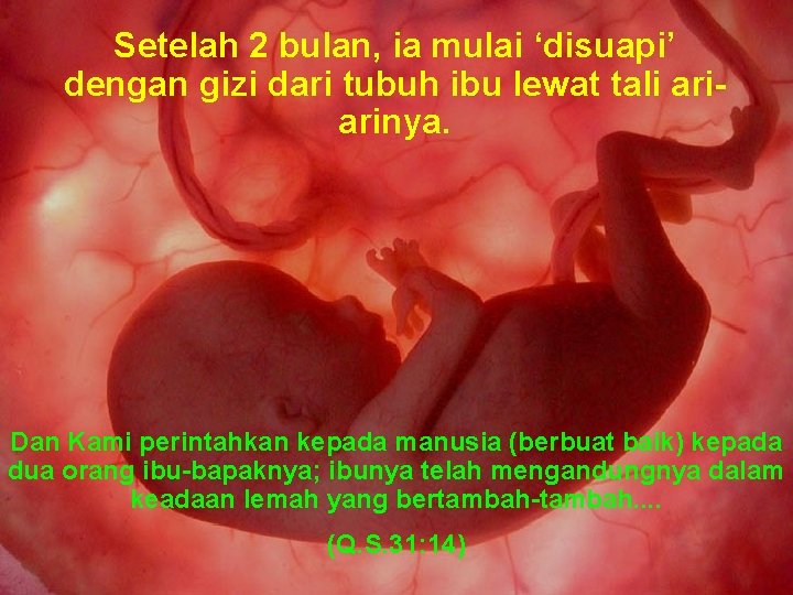 Setelah 2 bulan, ia mulai ‘disuapi’ dengan gizi dari tubuh ibu lewat tali ariarinya.