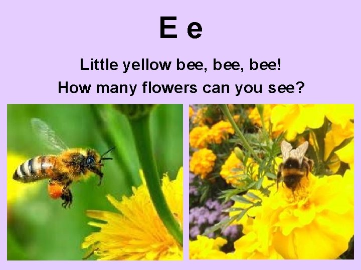 Ee Little yellow bee, bee! How many flowers can you see? 